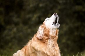 SEP-B-DOG-dog-arthritis.jpg