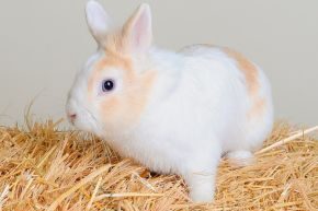 SEP-CRC-rabbit-hay-avoid-gut-stasis.jpg