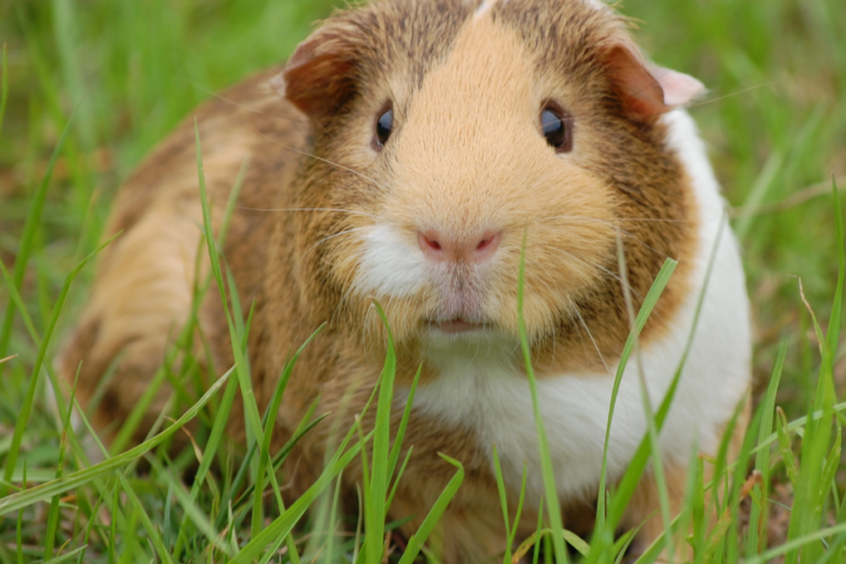 guinea pig