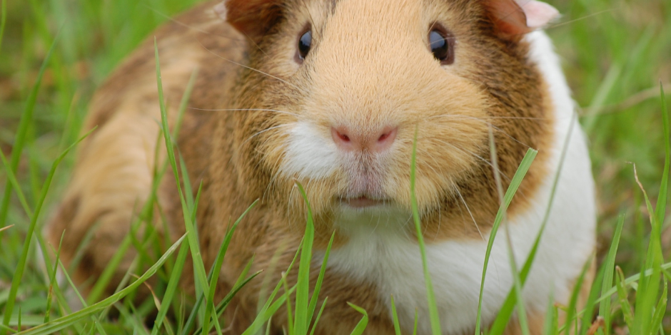 guinea pig