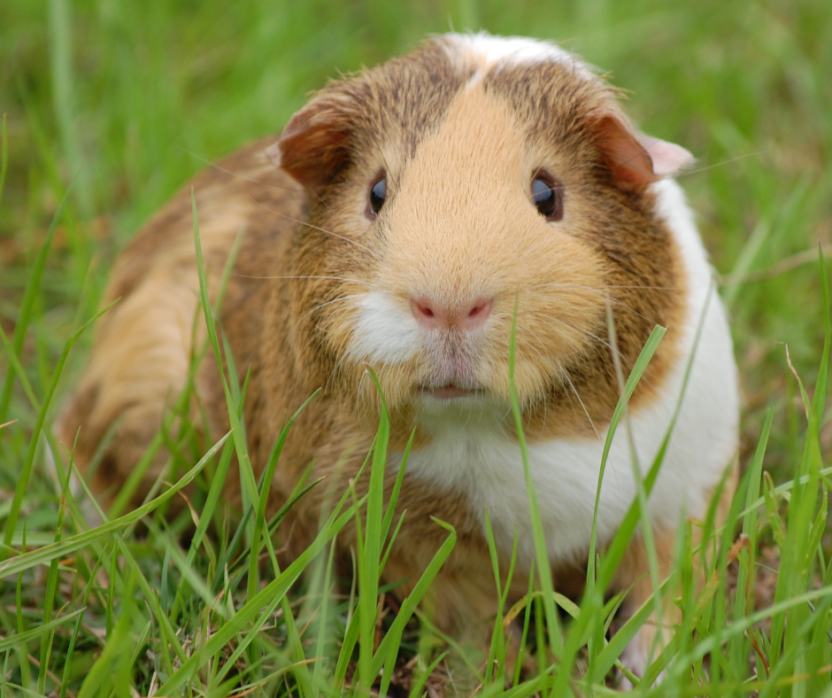 Feeding advice for Guinea Pigs