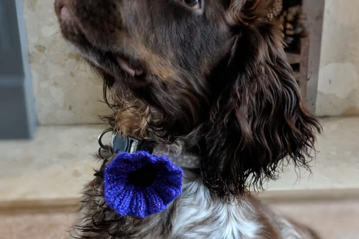 purple poppy