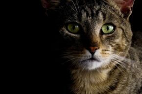 OCT-B-CAT-dark-nights.jpg