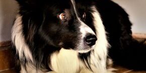 OCT-B-DOG-scared-dog.jpg