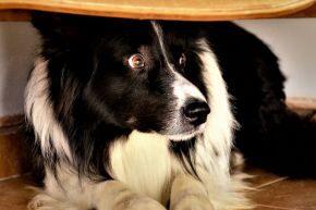 OCT-B-DOG-scared-dog.jpg