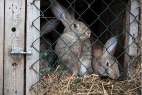 OCT-B-SMF-small-furries-firework-seaon-rabbit-hutch.jpg