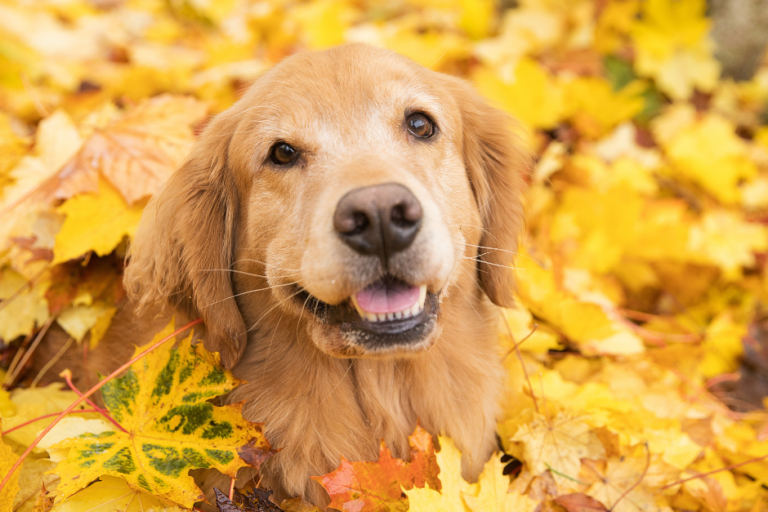 autumn