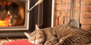 NOV-B-CAT-happy-winter-cats.jpg