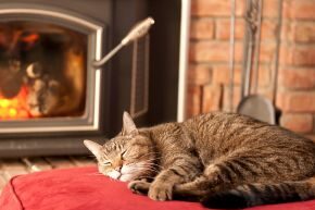 NOV-B-CAT-happy-winter-cats.jpg