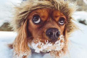 NOV-B-DOG-common-reasons-vets-see-dogs-in-winter.jpg