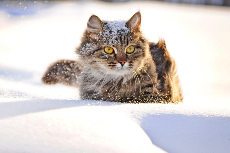 cat winter