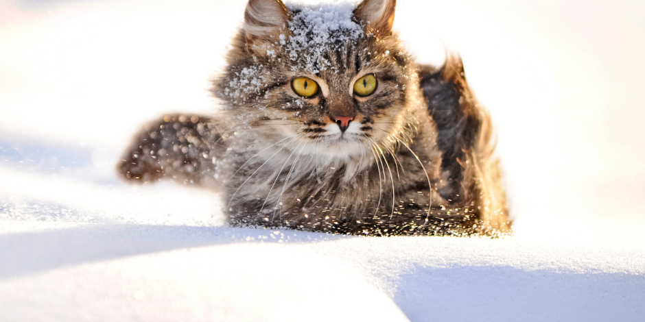cat winter