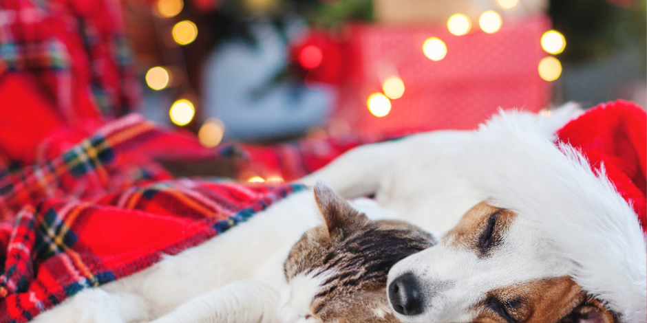 christmas pet