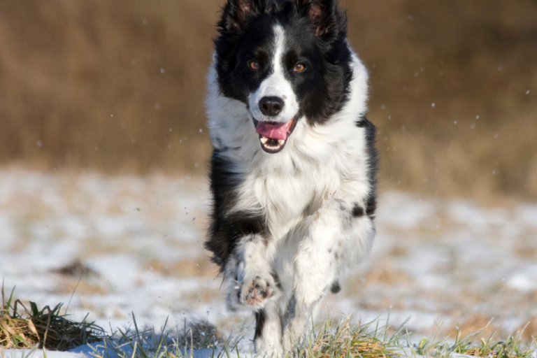 dog winter