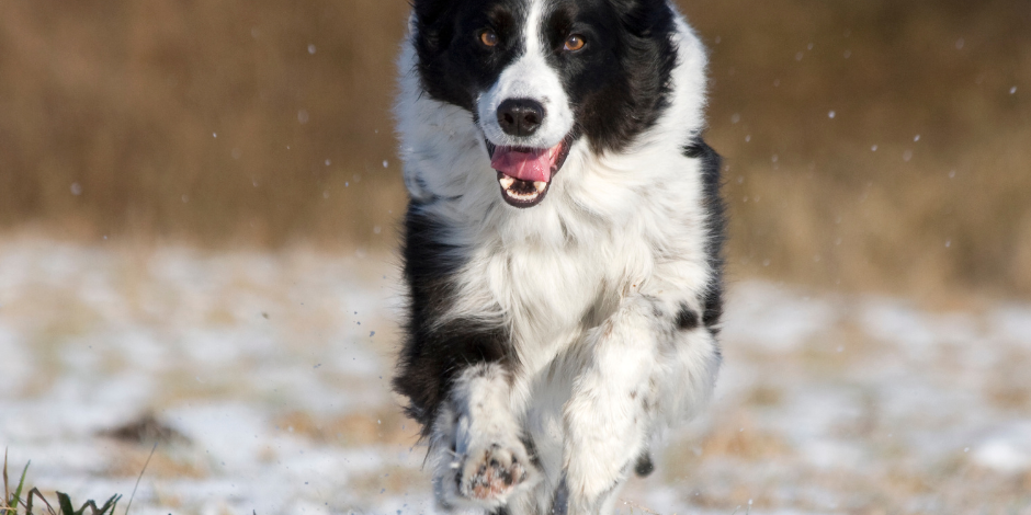dog winter