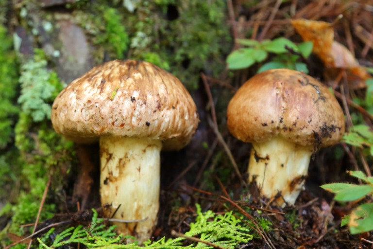 mushroom