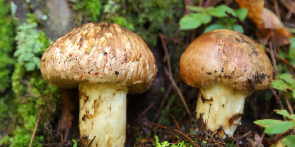 mushroom