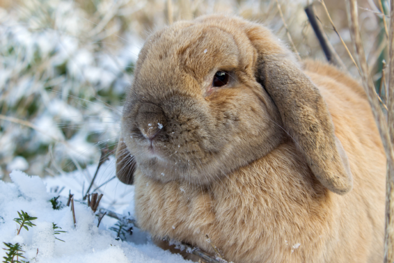 rabbit winter