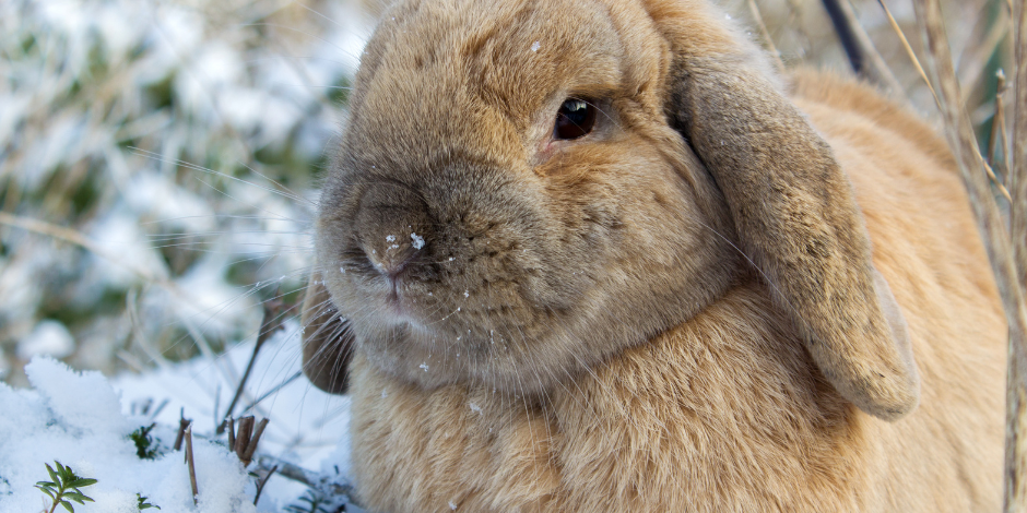 rabbit winter