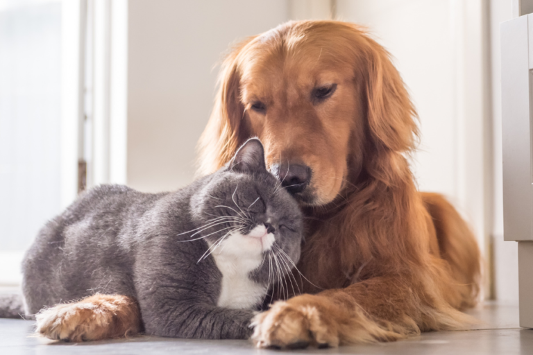 senior pet