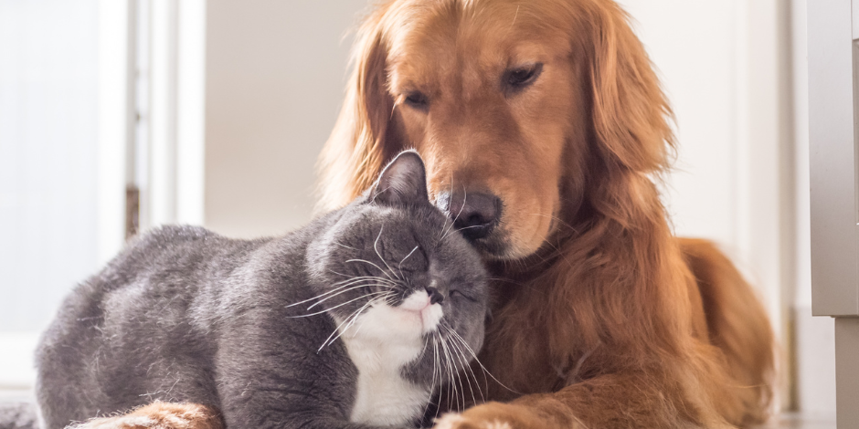 senior pet