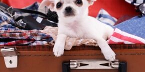 DEC-A-DOG-early-bird-2024-dog-holiday-plans.jpg