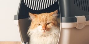 DEC-CRC-get-cat-in-carrier.jpg