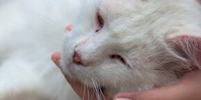 MAR-B-CAT-vaccination_advice-for-cats-leukaemia.jpg