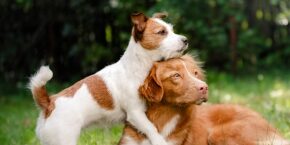 MAR-B-DOG-dog-vaccination-advice.jpg