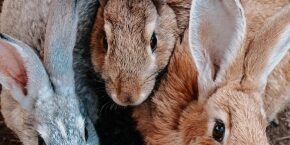 MAR-B-SMF-rabbit-vaccinations.jpg