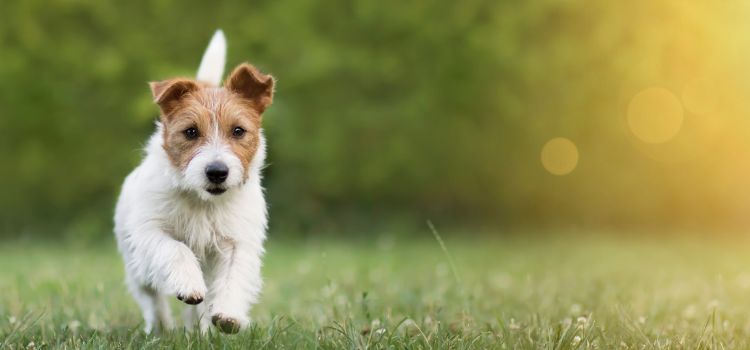 Brown and white jack Russell running on grass