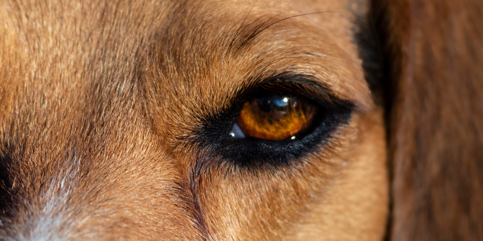 eye