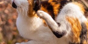 APR-B-CAT-does-my-cat-have-fleas.jpg