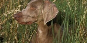 APR-B-DOG-dangers-of-ticks-on-dogs.jpg
