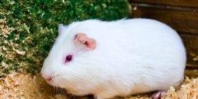 APR-B-SMF-flystrike-guinea-pigs-rabbits.jpg