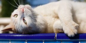MAY-B-CAT-holiday-sitter.jpg
