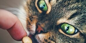 MAY-C-WELL-CAT-how-to-give-a-cat-a-tablet.jpg