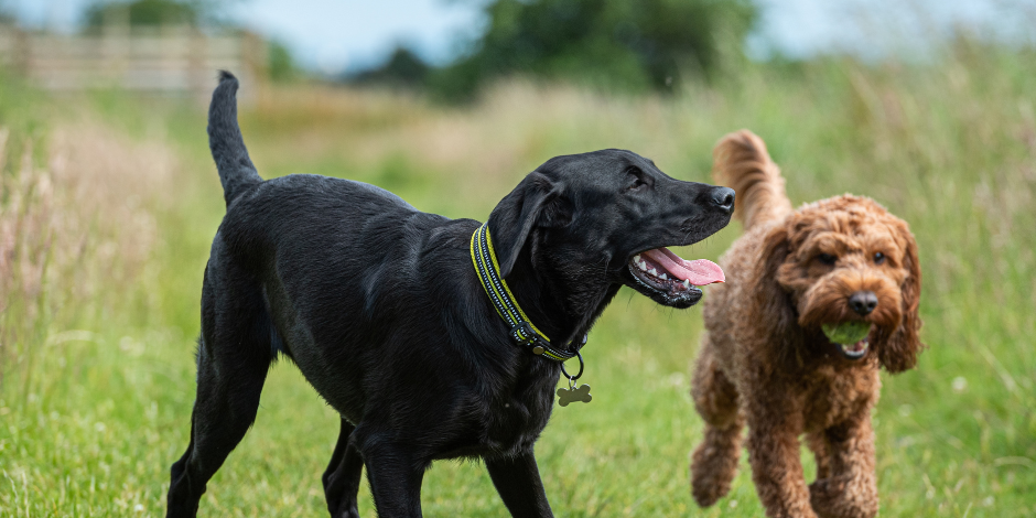 dog behaviou