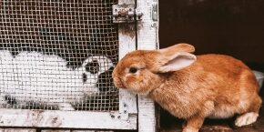 JUN-B-SMF-finding-your-rabbit-a-furry-friend.jpg