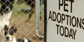 JUL-A-3-PETS-pet-adoption-tips.jpg