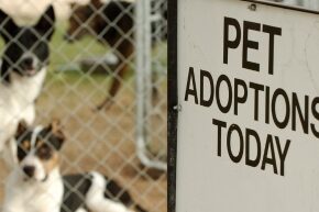 JUL-A-3-PETS-pet-adoption-tips.jpg
