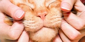 AUG-A-3-CAT-personalities-and-love-languages.jpg