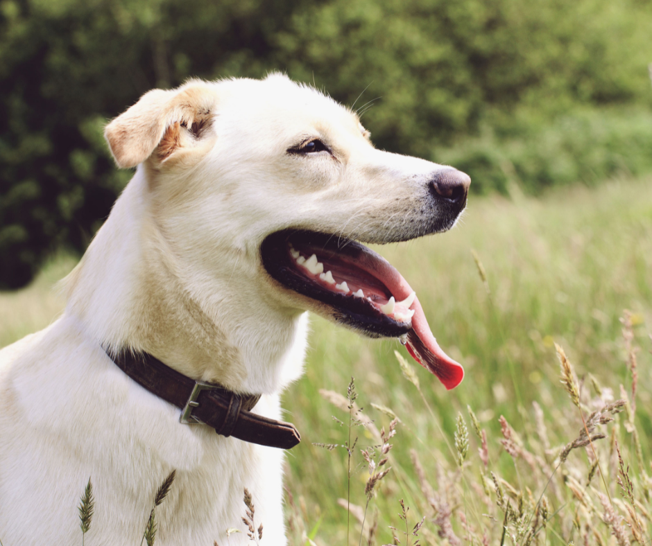 Curated visual reference: Picture Idea: My Dog Is Panting Why