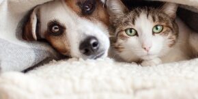 SEP-A-2-DOGS-CATS-what-is-noise-phobia-in-dogs-cats.jpg
