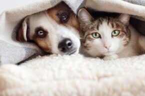 SEP-A-2-DOGS-CATS-what-is-noise-phobia-in-dogs-cats.jpg