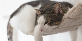 SEP-A-3-CATS-autumn-seasonal-changes-calming-aids.jpg