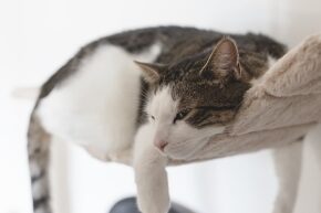 SEP-A-3-CATS-autumn-seasonal-changes-calming-aids.jpg