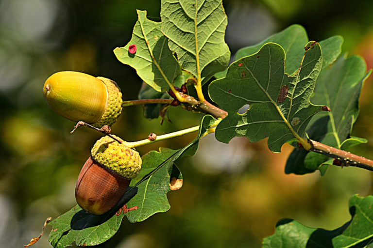 acorn