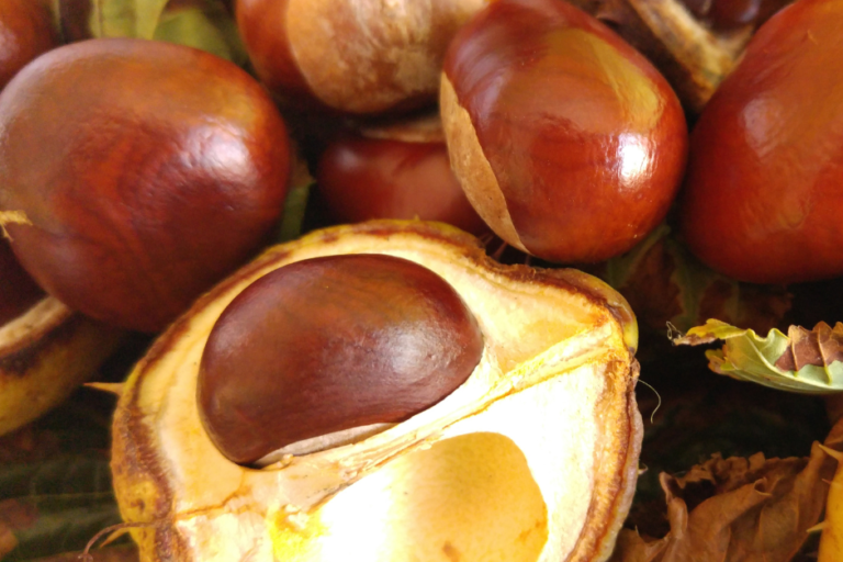 conker
