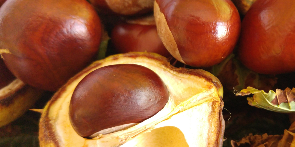 conker